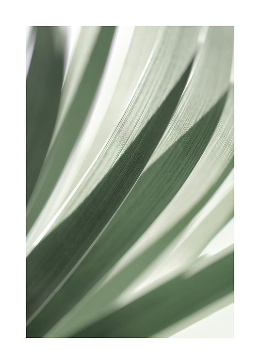 Foto van botanisch groen blad en schaduwen 