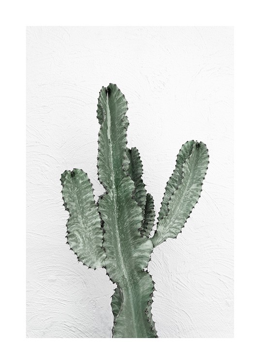 Foto van groene cactus tegen een witte muur 