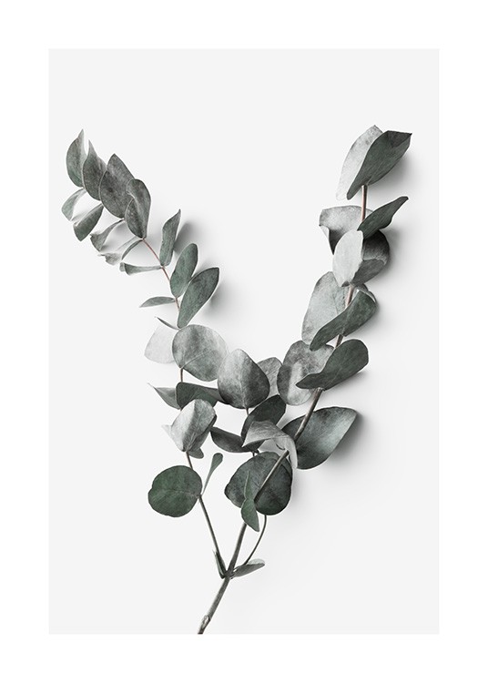 Foto van eucalyptustakje met een lichtgrijze achtergrond