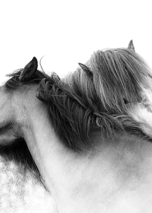 Foto van twee witte paarden die hun nek rond elkaar gewikkeld hebben