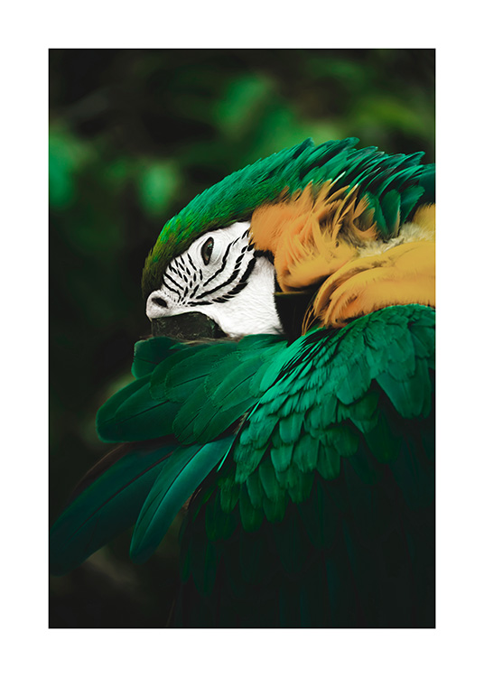 Dierenposter met groene en gele papegaai in de jungle