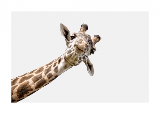 Kinderposter met giraffe die vanaf de zijkant gluurt