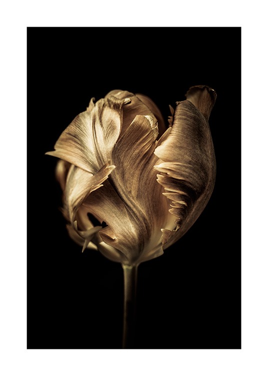  - Foto van een tulp bedekt met gouden kleur tegen een zwarte achtergrond
