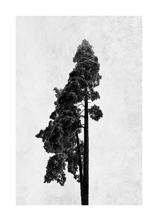  - Fotokunst in zwart-wit met een dennenboom op een grijze betonnen achtergrond