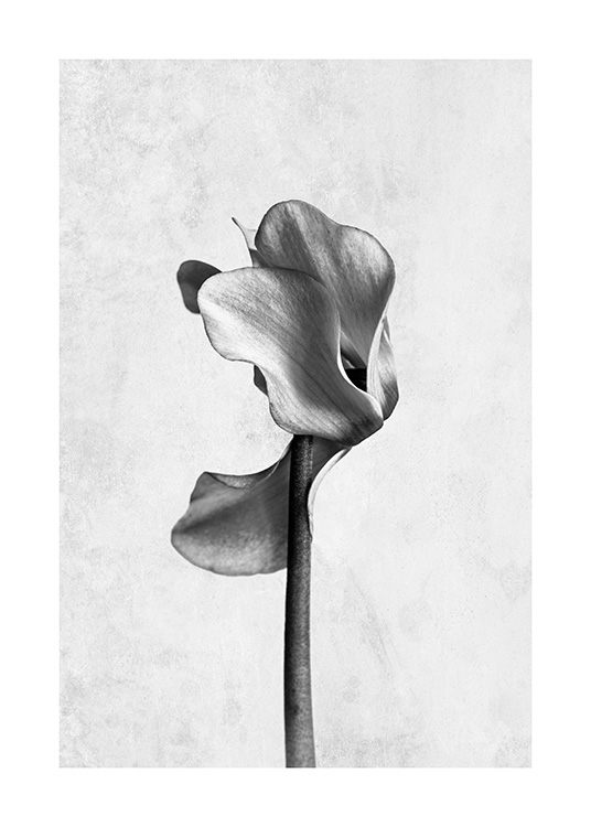 - Fotokunst in zwart-wit met een cyclamen-bloem tegen een grijze betonnen achtergrond
