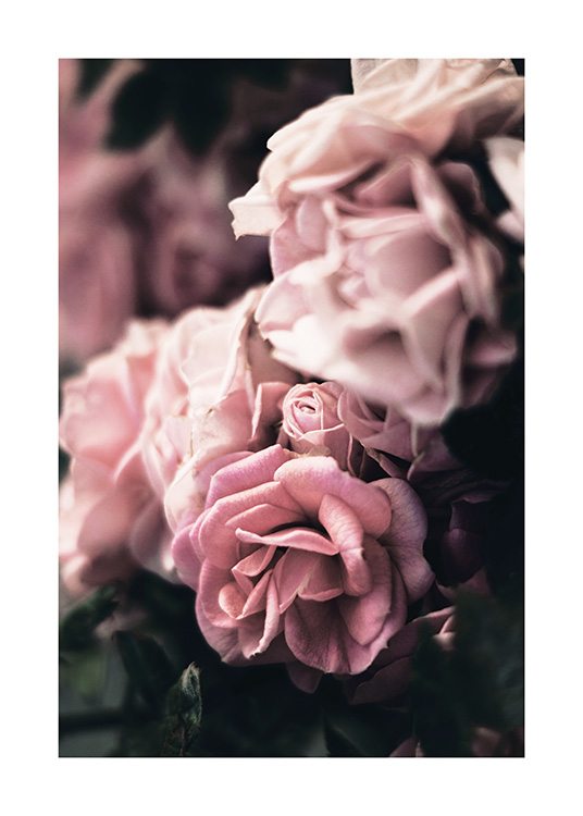  - Close-up van groep roze rozen met een wazige achtergrond en één bloem in focus
