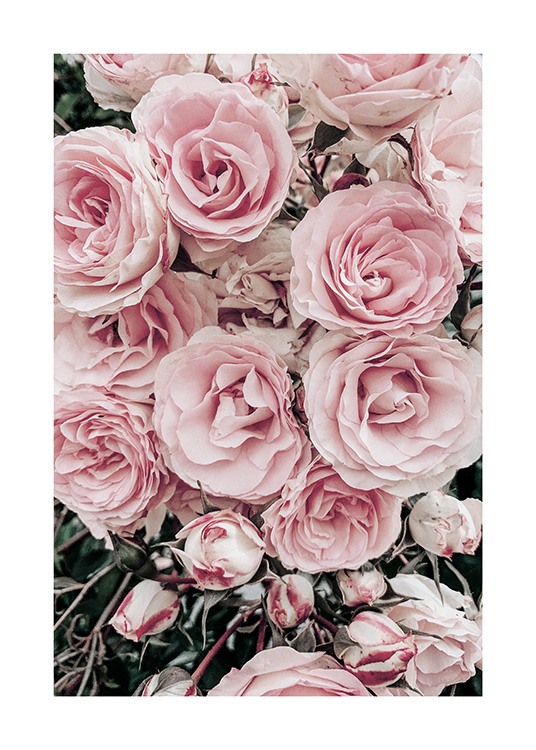  - Foto van boeket met pastelroze rozen en groene bladeren