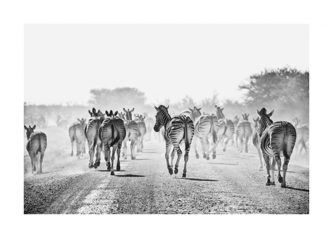  - Zwart-wit foto van grote kudde zebra's die langs een stoffige weg lopen