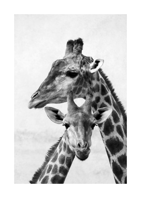  - Zwart-wit foto van een giraffe met haar kalf die hun hoofden tegen elkaar houden