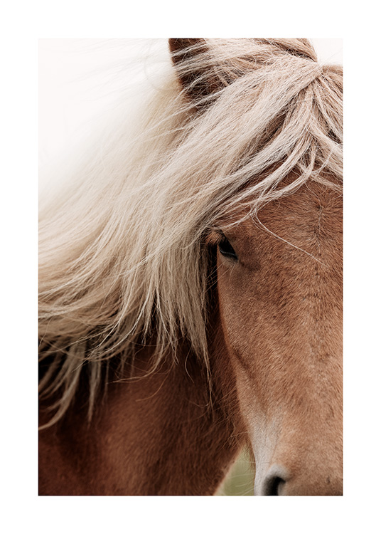  - Foto van bruin paard met beige manen van dichtbij