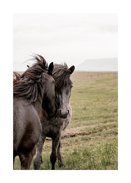  - Foto van IJsland van twee zwarte paarden die hun hoofden bij elkaar houden