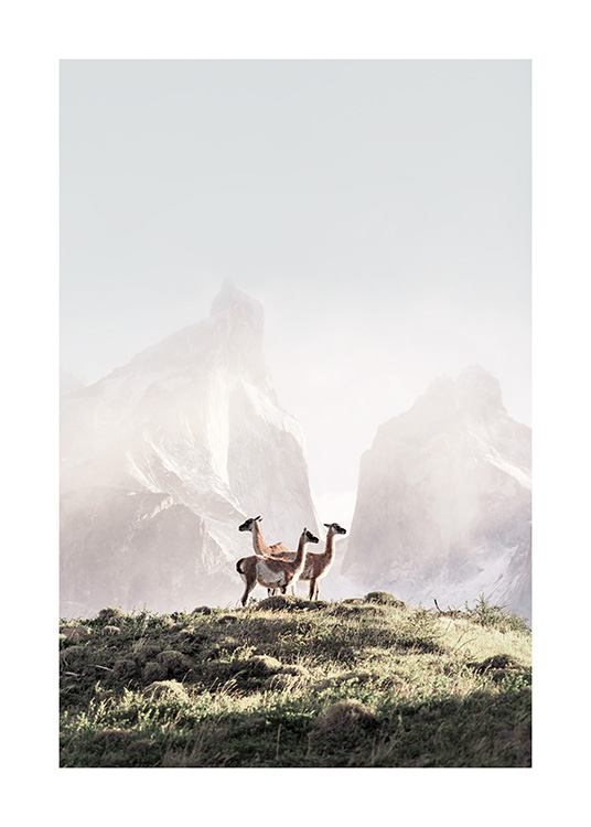  - Natuurposter met drie guanaco´s die op een met gras begroeide heuvel staan met bergen op de achtergrond, gehuld in mist