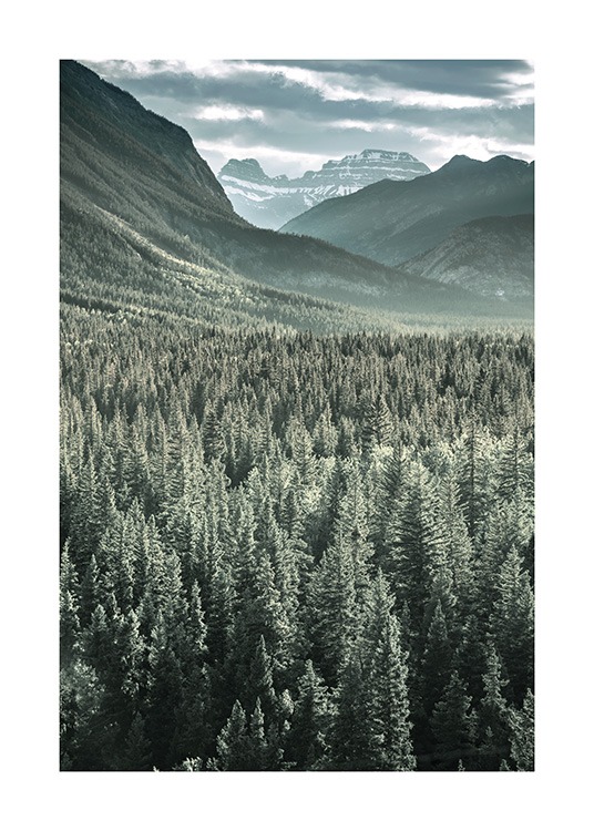 Rocky Mountains Forest Poster / Natuurmotieven bij Desenio AB (13592)