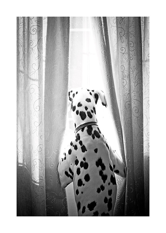 Dog in Window Poster / Huisdieren bij Desenio AB (13593)