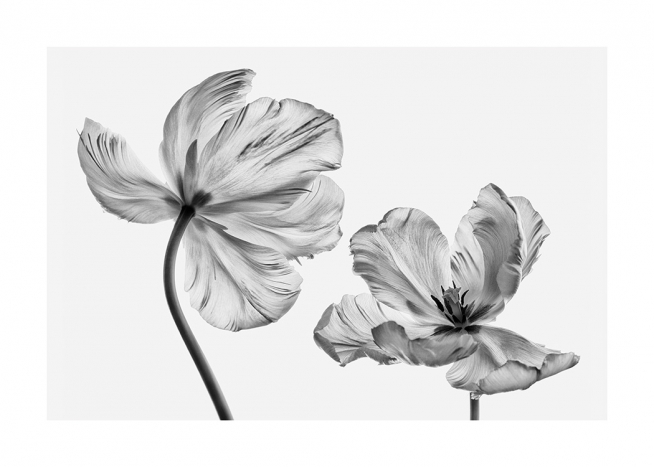 Black and White Tulips Poster / Bloemen bij Desenio AB (13613)