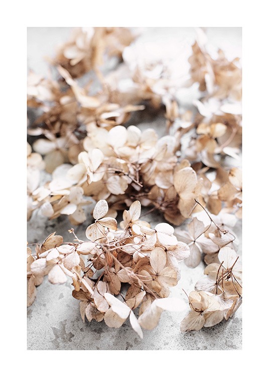 Dried Hydrangea Flowers Poster / Bloemen bij Desenio AB (13827)