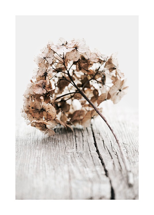  – Foto van een gedroogde hortensiatak met beige bloembladeren op een houten ondergrond