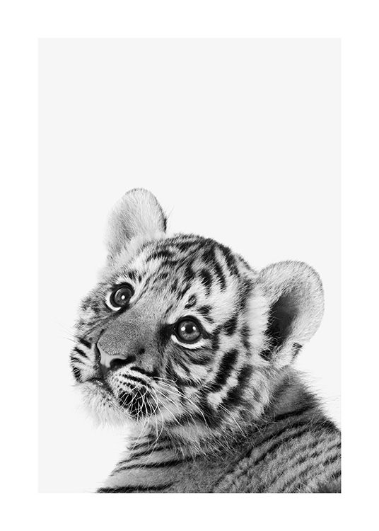 Baby Tiger Poster / Insecten en dieren bij Desenio AB (13857)