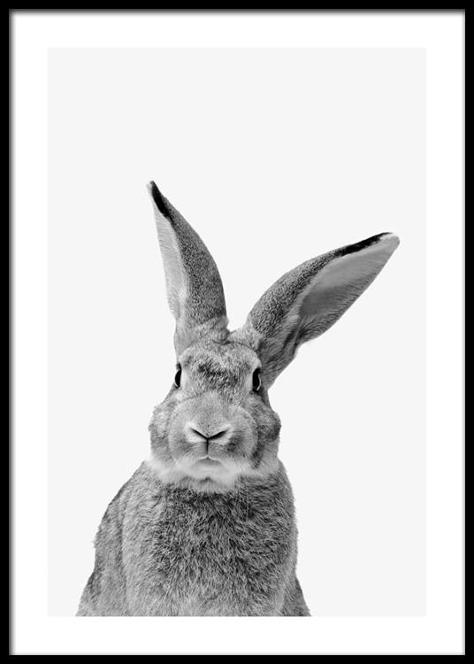 Black and White Rabbit Poster