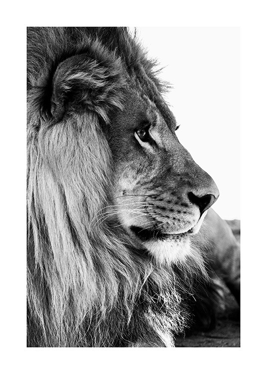 Lion Profile Poster / Leeuwen bij Desenio AB (13866)