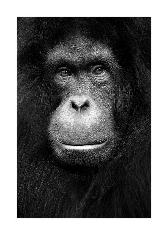 Orangutan Poster / Wilde dieren bij Desenio AB (13868)