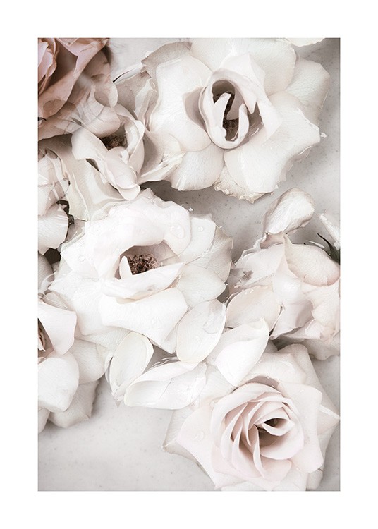 Close up White Roses Poster / Bloemen bij Desenio AB (13875)