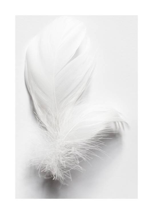 White Feathers Poster / Zwart wit foto's bij Desenio AB (13882)