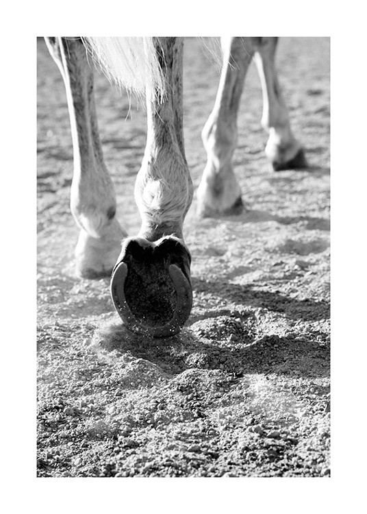 Horse Hoofs Poster / Paarden bij Desenio AB (13914)