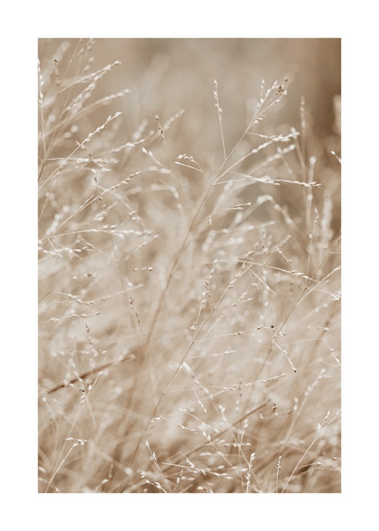  – Foto van een weide vol met beige gras