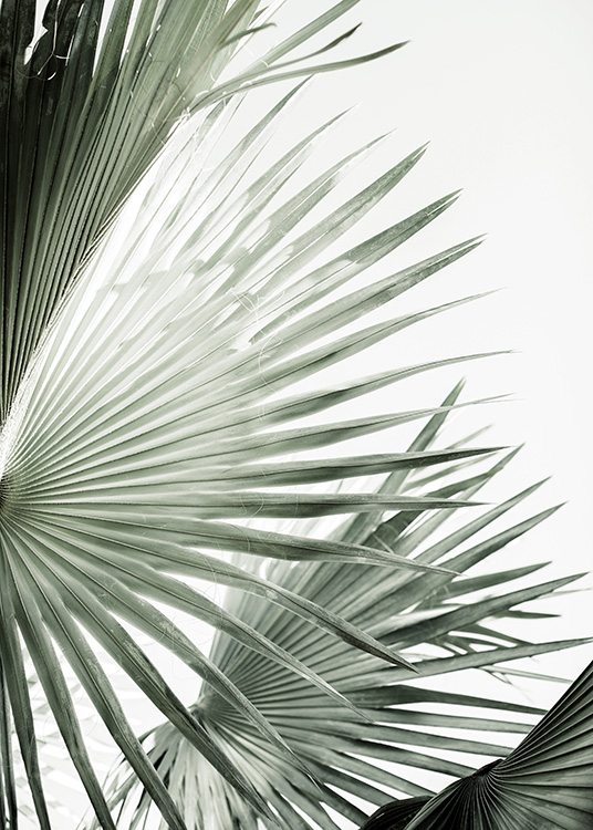  – Foto van een paar groene palmbladeren in waaiervorm tegen een lichtgrijze achtergrond