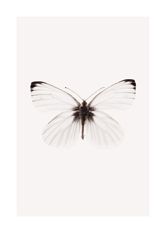  – Foto van een witte vlinder met zwarte accenten op de vleugels, tegen een lichtbeige achtergrond