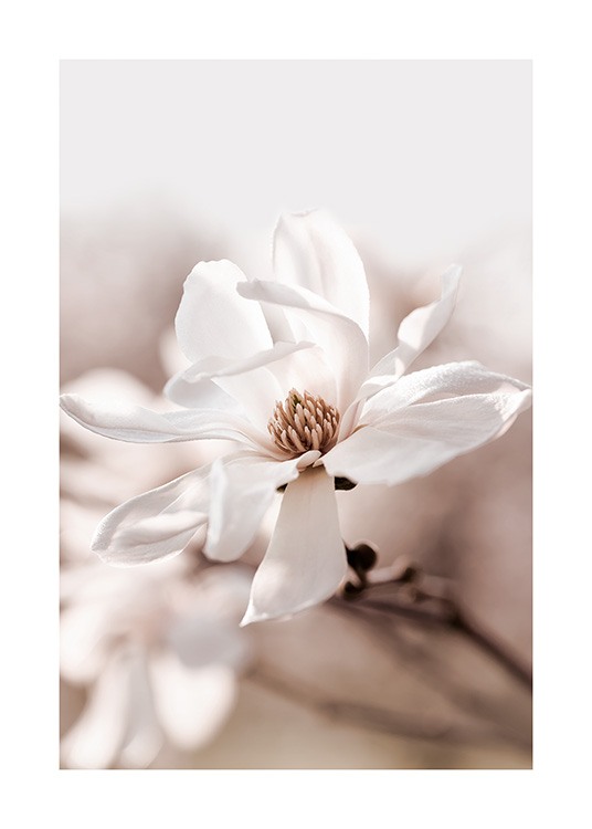 - Close-up foto van een magnoliabloem in wit op een beige achtergrond