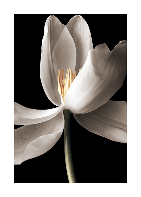  - Close-upfoto van een witte tulp in volle bloei tegen een zwarte achtergrond