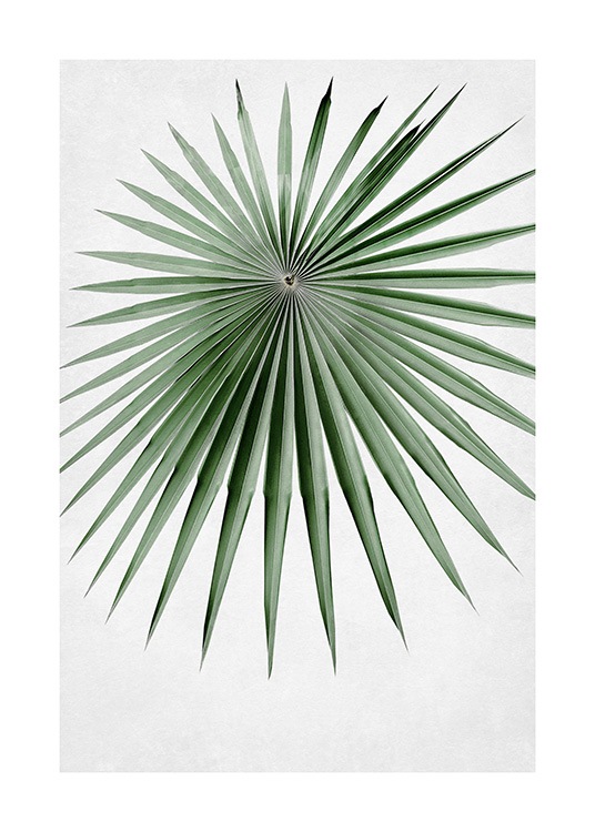  – Foto van een rond waaierpalmblad in groen met smalle en puntige bladeren