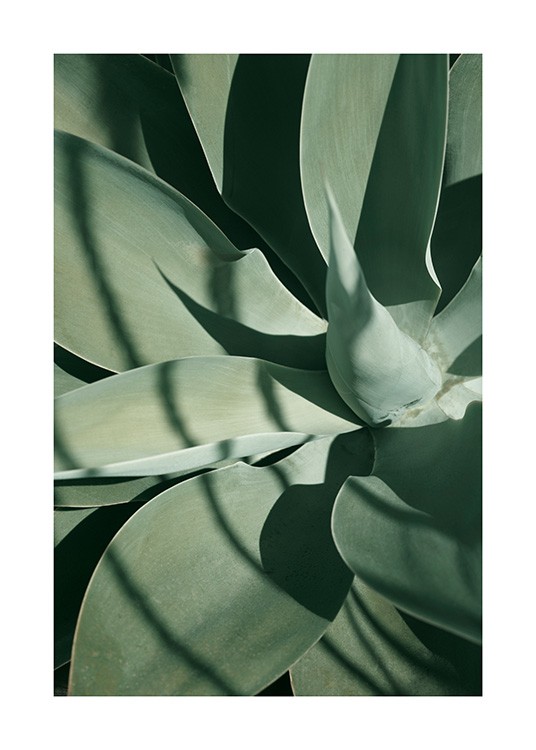  – Foto van het midden en de bladeren van een groene cactusplant