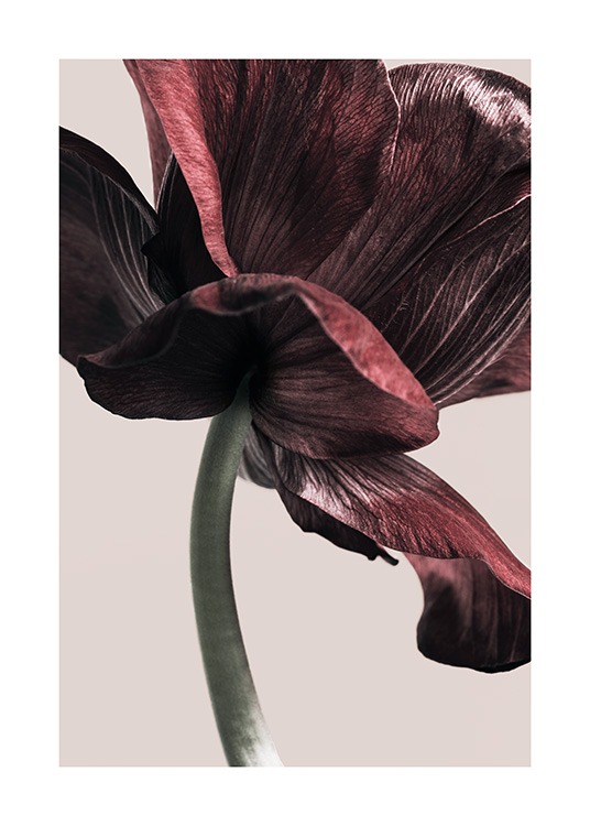  – Foto van een donkerrode anemoon in volledige bloei tegen een lichtbeige achtergrond
