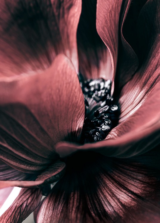  – Close-up van een donkerrode anemoon met een zwarte kern