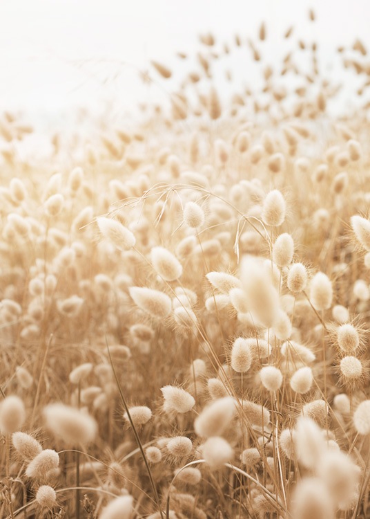  – Foto van gras in een weide waar zonlicht op glanst