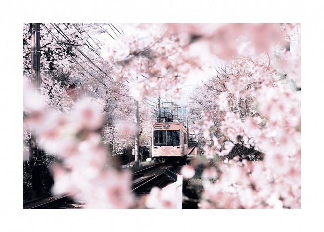  – Foto van kersenbloesem en kersenbomen rond een roze tram
