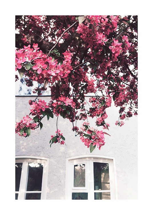  – Foto van donkerroze bloemen op een boom met een gebouw op de achtergrond