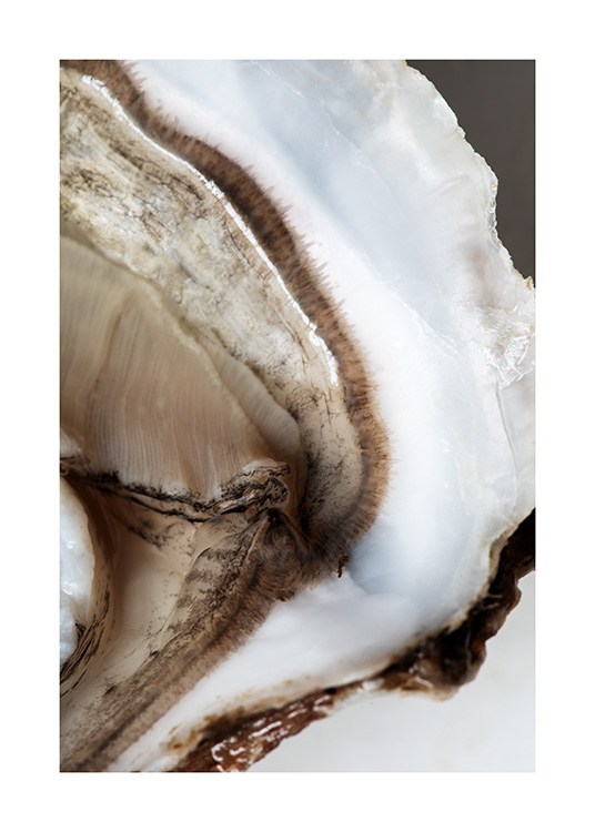  – Foto van de kern van een oester met een bruin midden en witte contouren