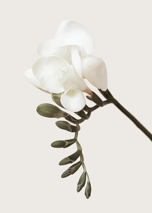  – Foto van een witte freesia met groene knoppen tegen een beige achtergrond.