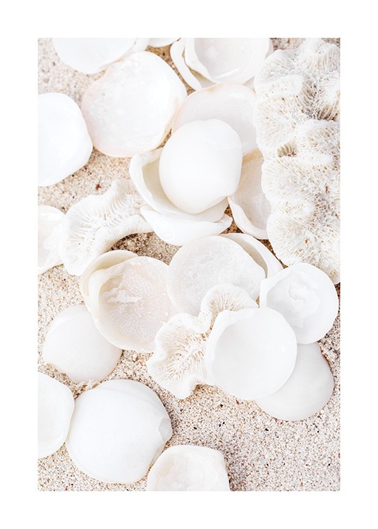  – Foto van witte, ronde schelpen en beige koralen met zand erachter