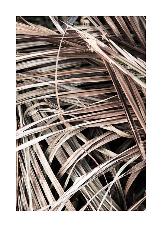  – Foto van een bos beige, verdorde palmbladeren