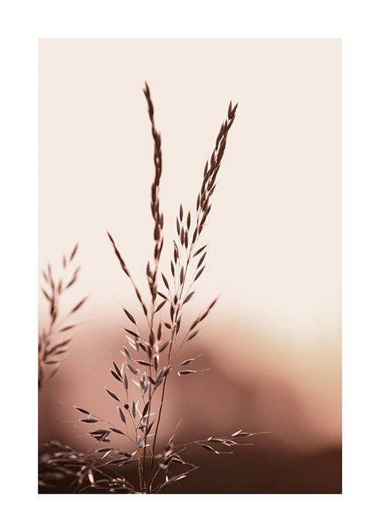  – Close-upfoto van grassprieten tegen een roze lucht