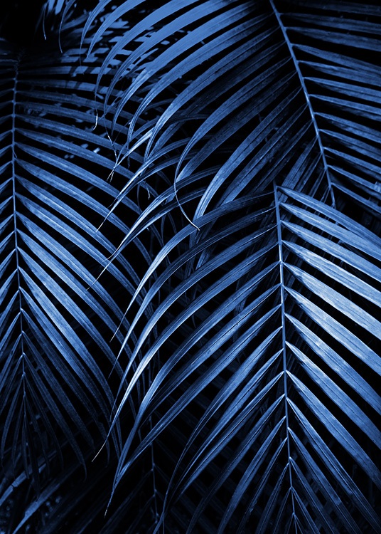  – Foto van donkerblauwe palmbladeren