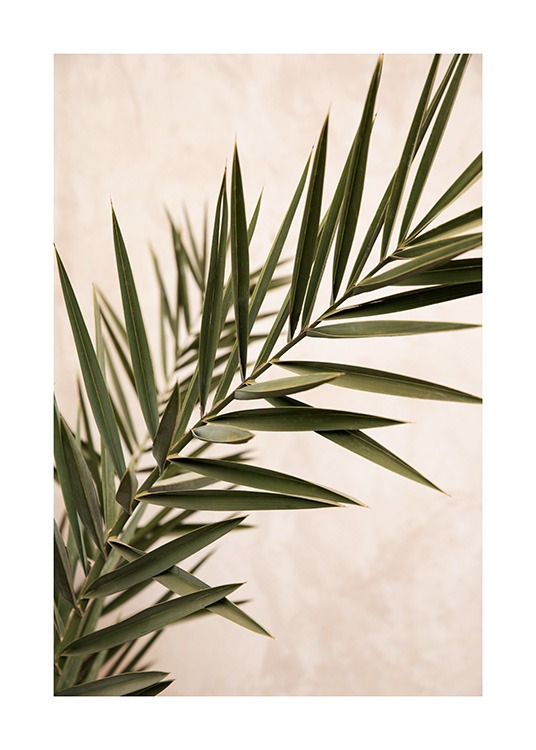  – Foto van palmbladeren in groen met een lichtroze muur op de achtergrond