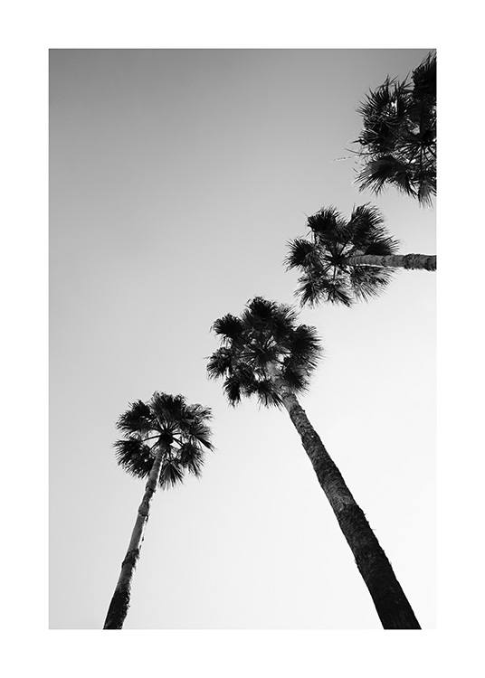  – Zwart wit foto van een rij palmbomen, van onderaf gezien