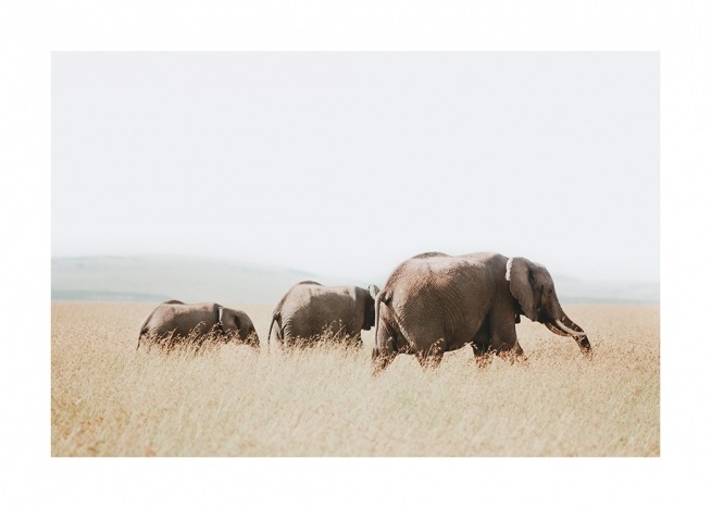  – Foto van olifanten die samen over de savanne lopen