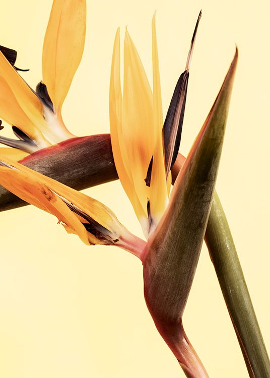  – Close-up foto van paradijsvogelbloemen in geel, tegen een lichtgele achtergrond